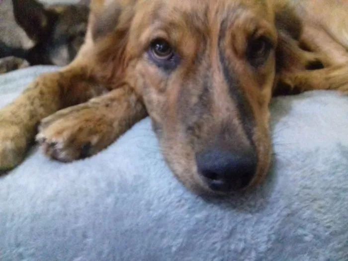 Cachorro ra a Srd idade 1 ano nome Bela