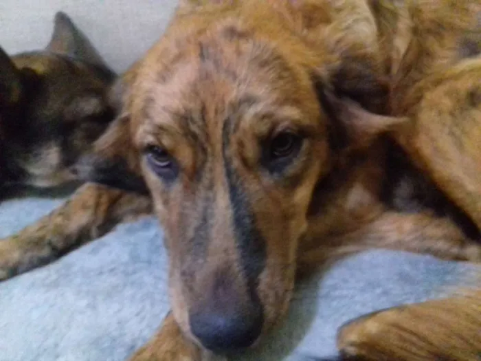 Cachorro ra a Srd idade 1 ano nome Bela