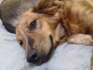 Cachorro raça Srd idade 1 ano nome Bela