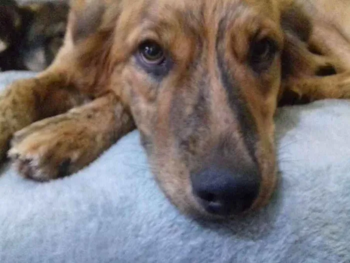 Cachorro ra a Srd idade 1 ano nome Bela