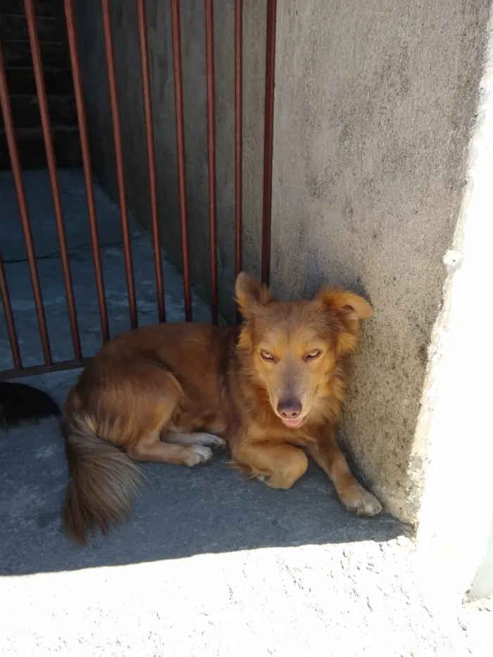 Cachorro ra a  idade 1 ano nome Maria