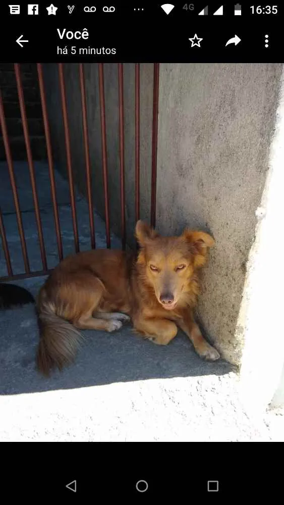 Cachorro ra a  idade 1 ano nome Mario