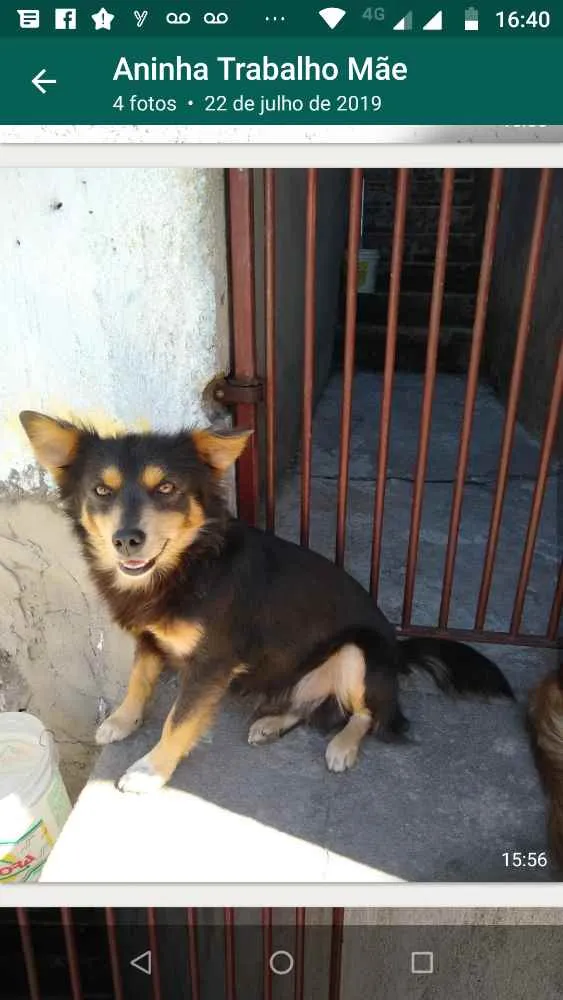 Cachorro ra a  idade 2 anos nome Luiz