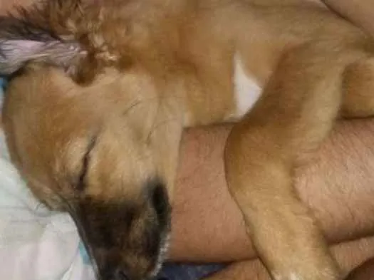 Cachorro ra a Vira lata idade 7 a 11 meses nome Jolie