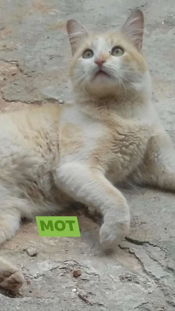 Gato ra a SRD idade 2 anos nome TOM