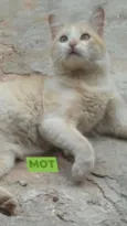 TOM