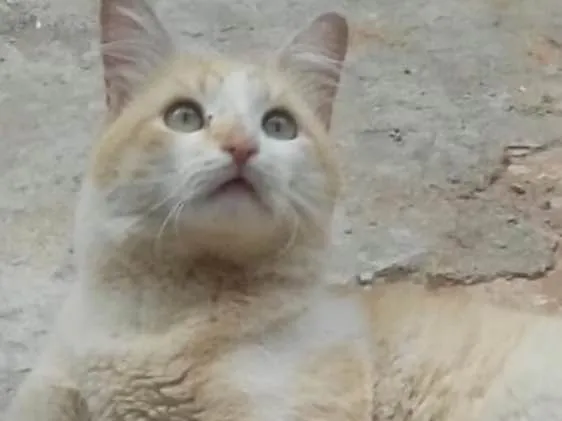 Gato ra a SRD idade 2 anos nome TOM
