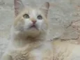 TOM