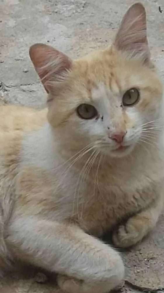 Gato ra a SRD idade 2 anos nome TOM