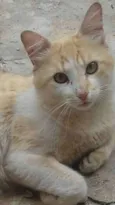 TOM