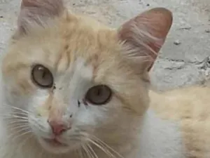 Gato raça SRD idade 2 anos nome TOM