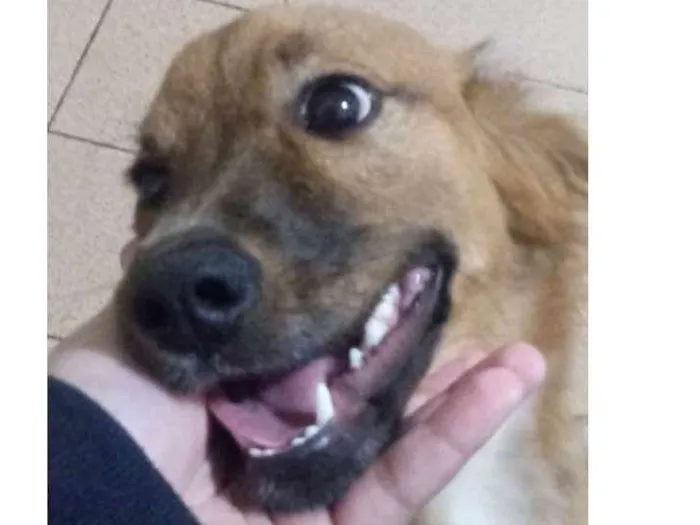 Cachorro ra a Vira lata idade 7 a 11 meses nome Jolie
