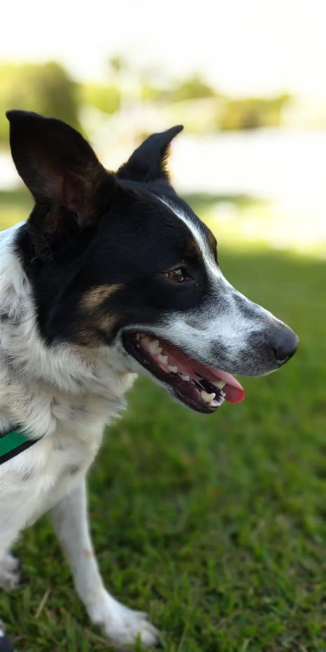 Cachorro ra a Vira Lata idade 2 anos nome Theo