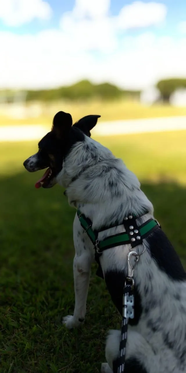 Cachorro ra a Vira Lata idade 2 anos nome Theo