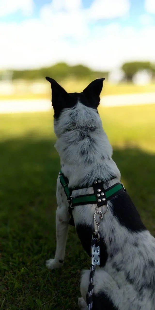 Cachorro ra a Vira Lata idade 2 anos nome Theo