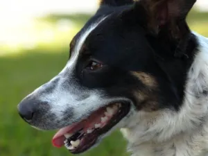 Cachorro raça Vira Lata idade 2 anos nome Theo