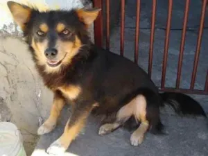 Cachorro raça  idade 2 anos nome Luiz