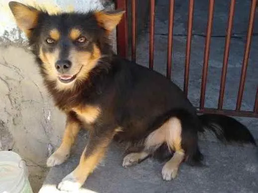 Cachorro ra a  idade 2 anos nome Luiz