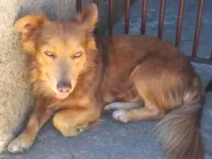 Cachorro raça  idade 1 ano nome Mario
