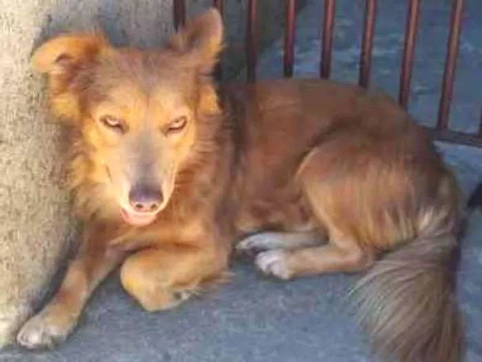 Cachorro ra a  idade 1 ano nome Mario