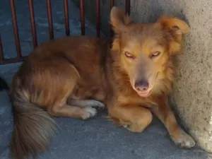 Cachorro raça  idade 1 ano nome Maria