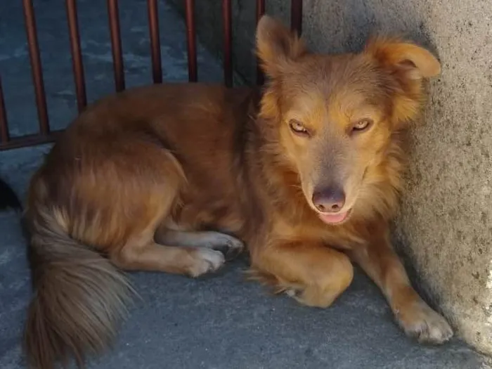 Cachorro ra a  idade 1 ano nome Maria