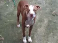 Scooby 