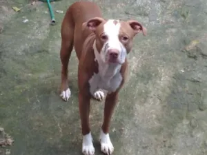 Cachorro raça Pitbull  idade 1 ano nome Scooby 