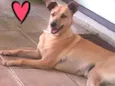 Cachorro raça Sem raça definida idade 3 anos nome Jeany
