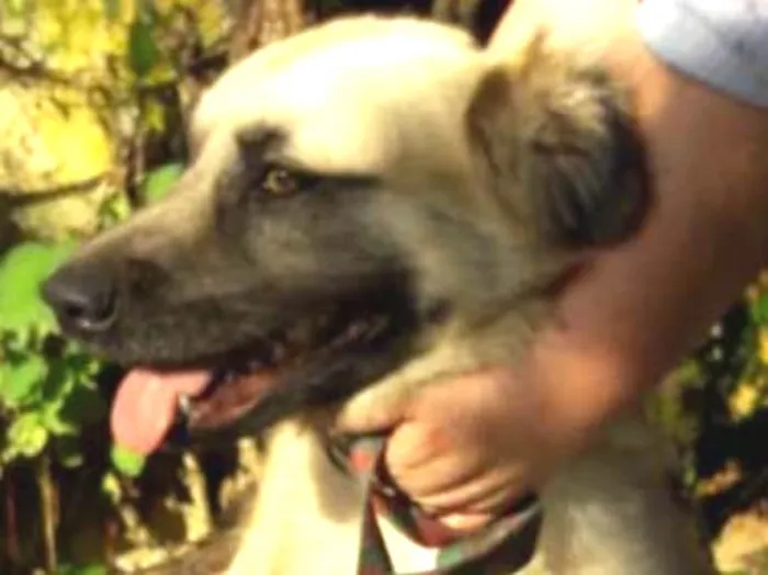 Cachorro ra a Sem raça definida idade 1 ano nome Cookie