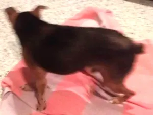 Cachorro raça Pinscher idade 6 ou mais anos nome Sem nome
