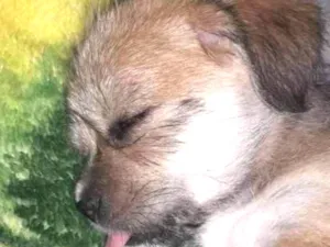 Cachorro raça nao sei idade 2 a 6 meses nome Amora