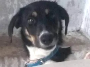 Cachorro raça Viralata idade 2 a 6 meses nome Thor