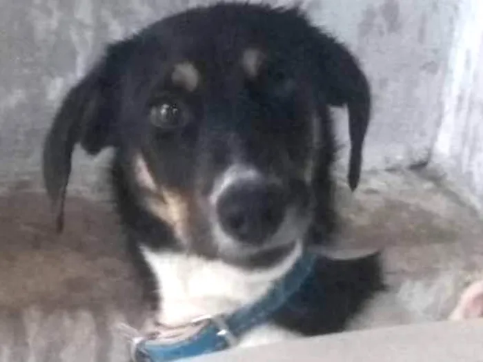 Cachorro ra a Viralata idade 2 a 6 meses nome Thor