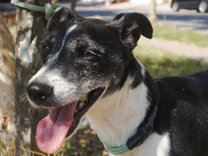 Cachorro ra a SRD idade 2 anos nome Totó