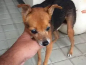 Cachorro raça Pinscher idade 6 ou mais anos nome Sem nome