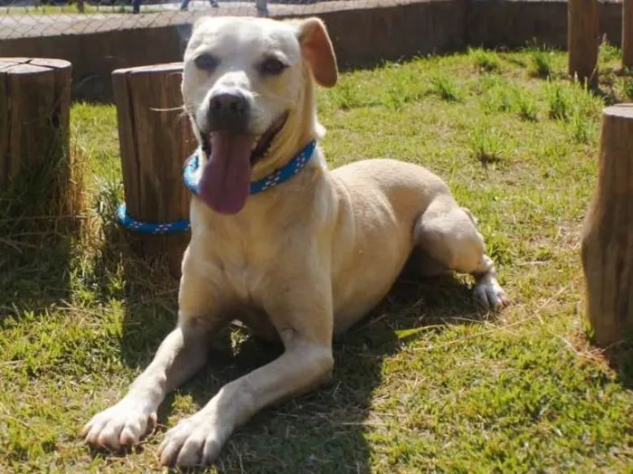 Cachorro ra a SRD idade 2 anos nome Jony