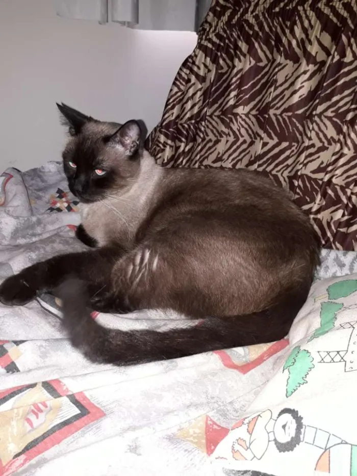 Gato ra a Sem raça  idade 5 anos nome San