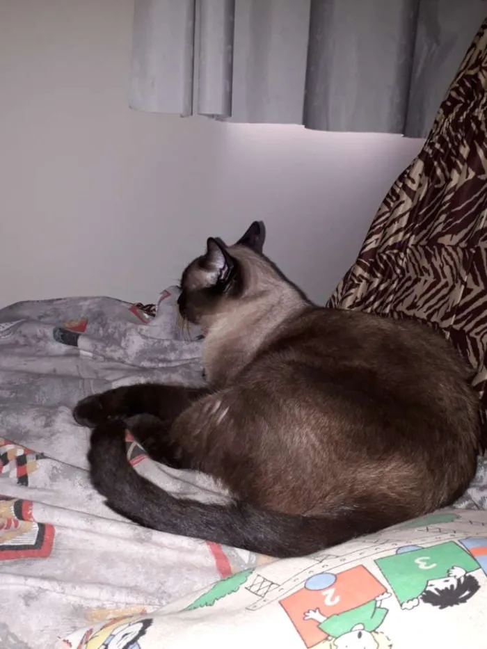 Gato ra a Sem raça  idade 5 anos nome San