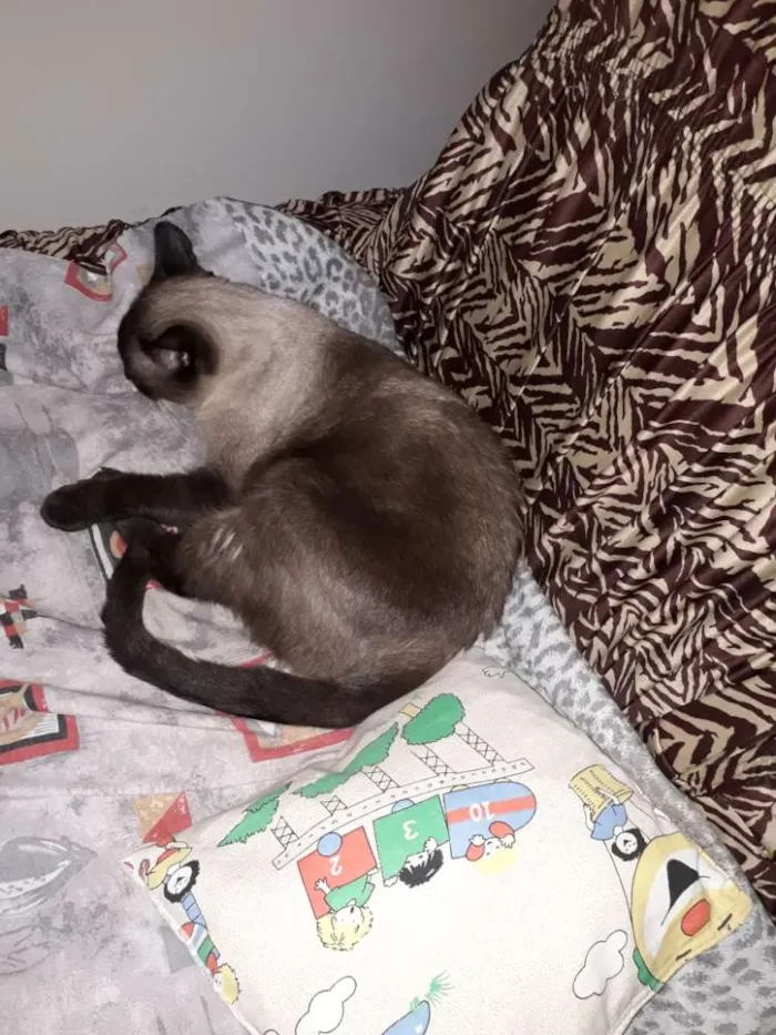 Gato ra a Sem raça  idade 5 anos nome San