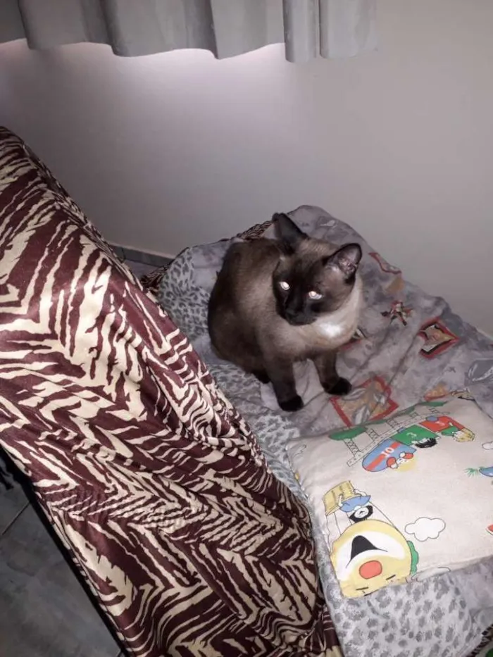 Gato ra a Sem raça  idade 5 anos nome San