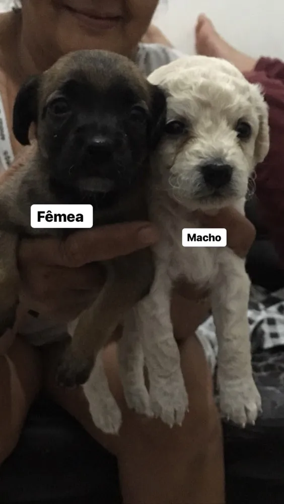 Cachorro ra a Vira lata idade Abaixo de 2 meses nome Sem nomes 
