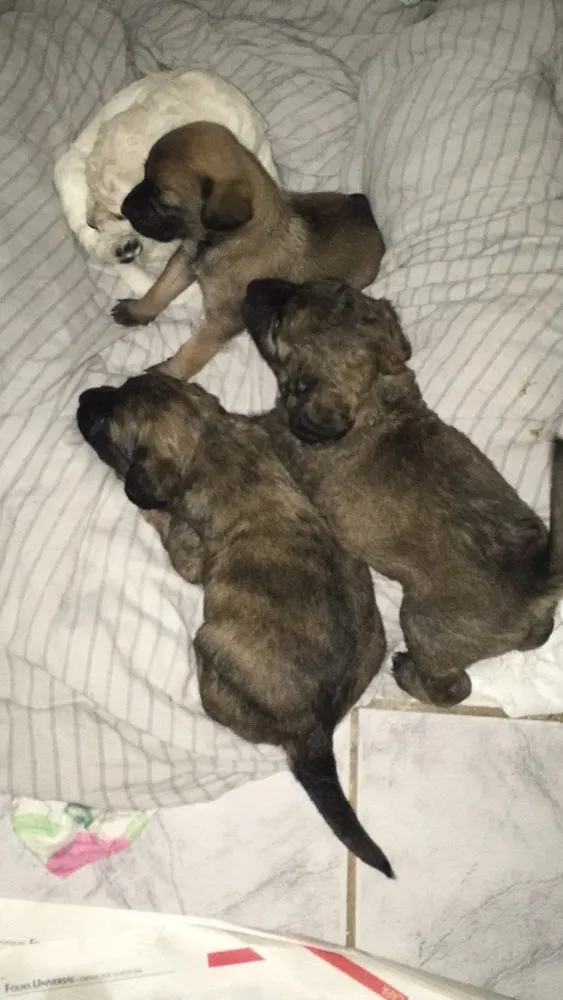 Cachorro ra a Vira lata idade Abaixo de 2 meses nome Sem nomes 