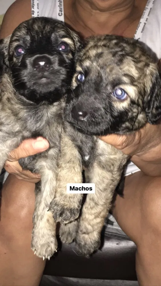 Cachorro ra a Vira lata idade Abaixo de 2 meses nome Sem nomes 