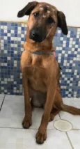 Kiara