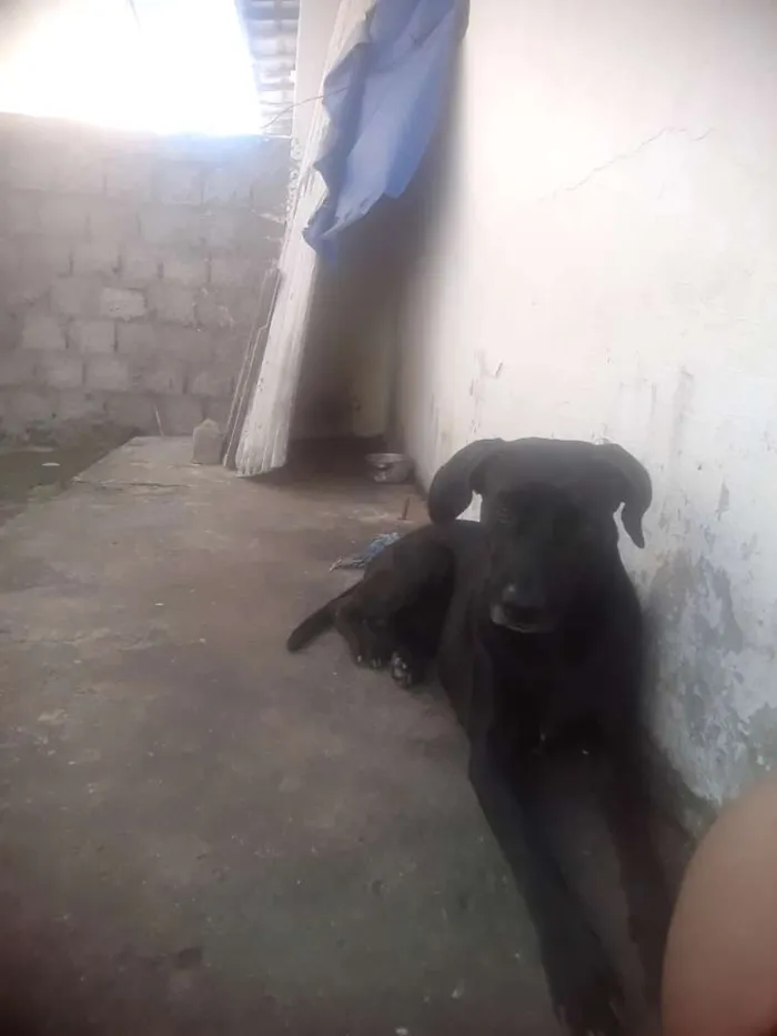 Cachorro ra a Vira-lata  idade 2 anos nome Lilico