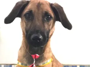Cachorro raça Srd idade 7 a 11 meses nome Paçoca 