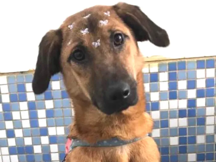 Cachorro ra a Srd idade 7 a 11 meses nome Kiara