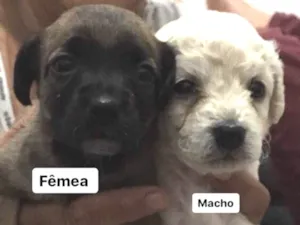 Cachorro raça Vira lata idade Abaixo de 2 meses nome Sem nomes 