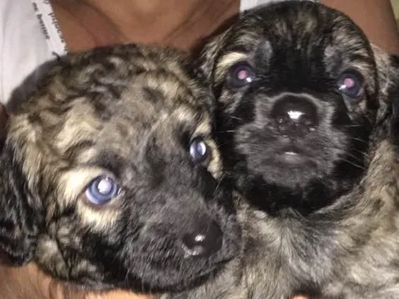 Cachorro ra a Vira lata idade Abaixo de 2 meses nome Sem nomes 